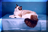 Bopper.gif (15156 bytes)