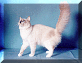 Crissy.gif (17011 bytes)