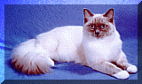 celeste.gif (14453 bytes)