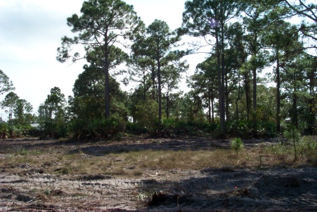 cleared lot rear of house.jpg (121471 bytes)