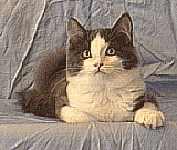 jazzie2.gif (24463 bytes)