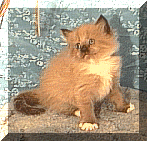 naturalmitted.gif (20851 bytes)